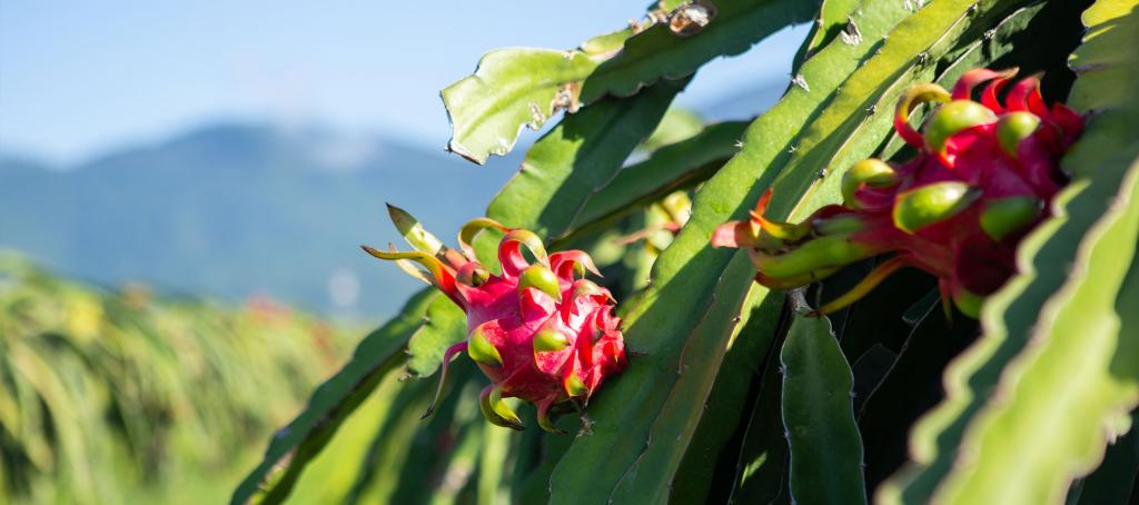[NEWS] - Which markets are Binh Thuan dragon fruits exported to?