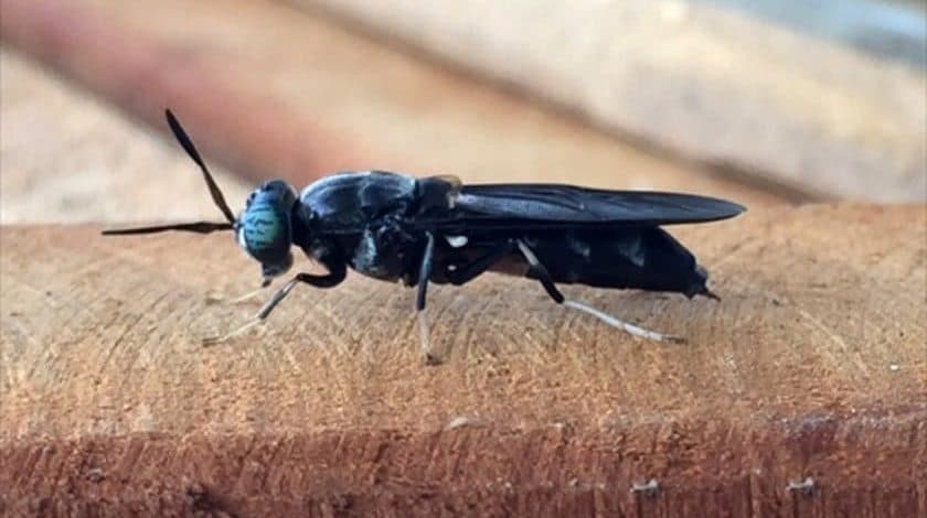 Black soldier fly