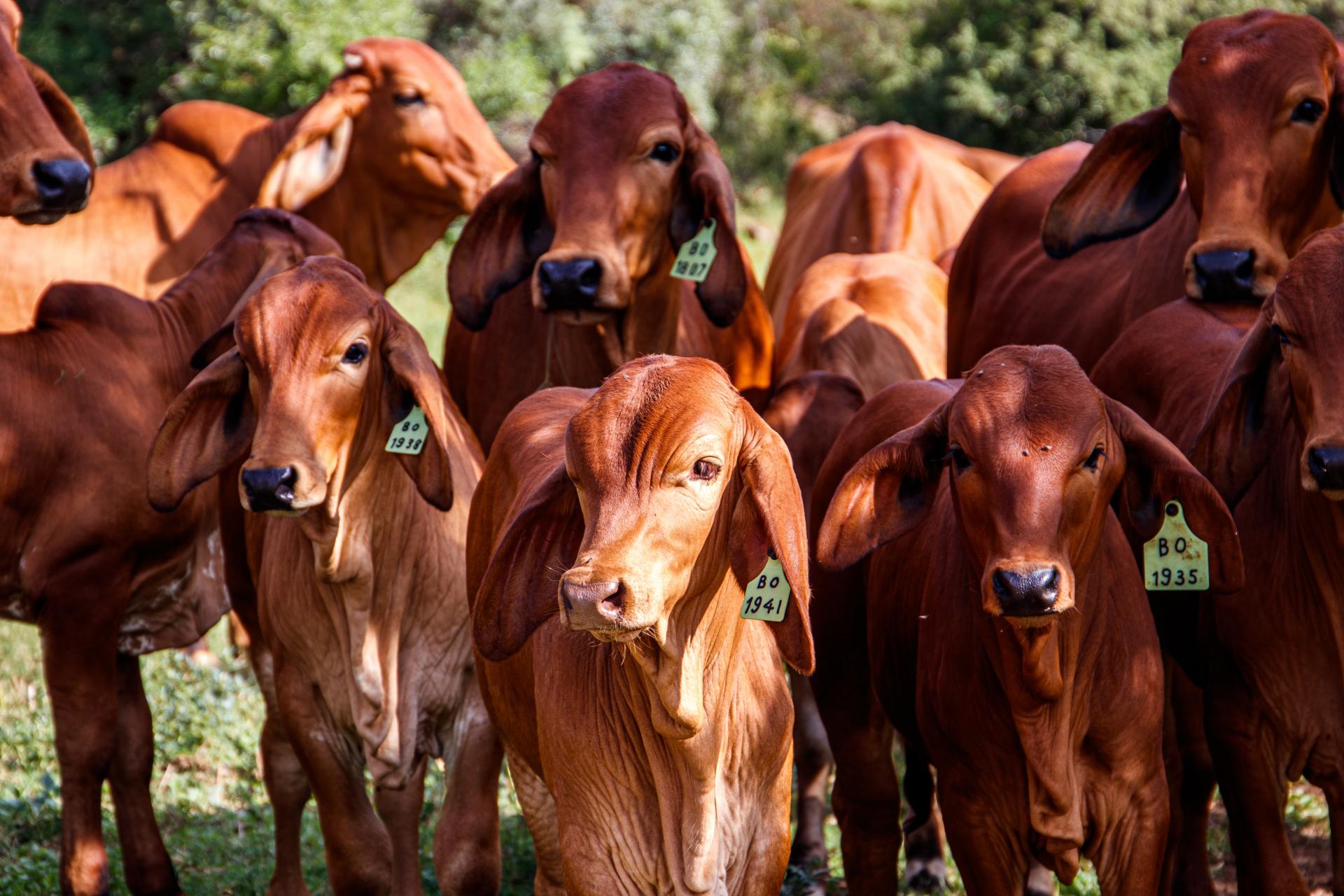 cows-green-field-sunny-day