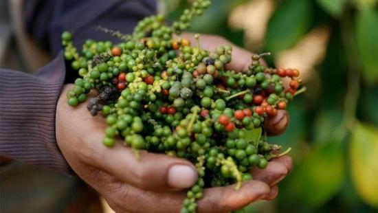 [NEWS] - Criteria to ensure when exporting pepper to the EU